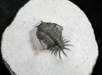 Crotalocephalus (Cyrtometopus) Trilobite (Undescribed) #9468-3